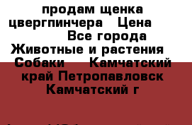 продам щенка цвергпинчера › Цена ­ 15 000 - Все города Животные и растения » Собаки   . Камчатский край,Петропавловск-Камчатский г.